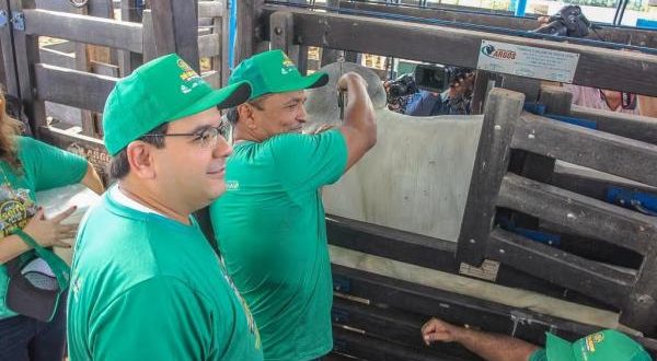Piauí inicia segunda etapa da Campanha de Vacinação Contra Febre Aftosa
